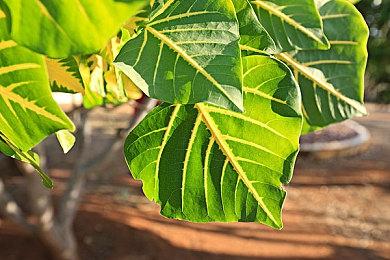 《女神异闻录5：皇家版》卡牌游戏2023年10月推出